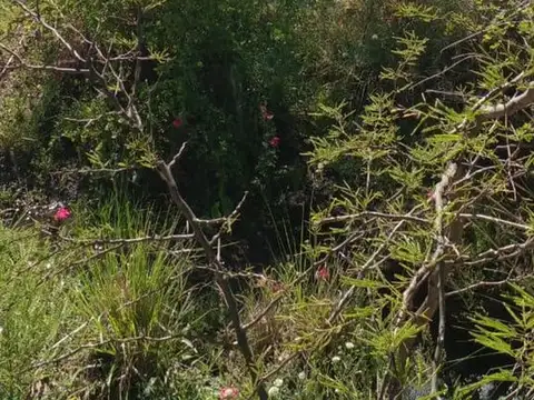 CAMPO DE 980  HECTAREAS EN LA GALLARETA! Ganadero