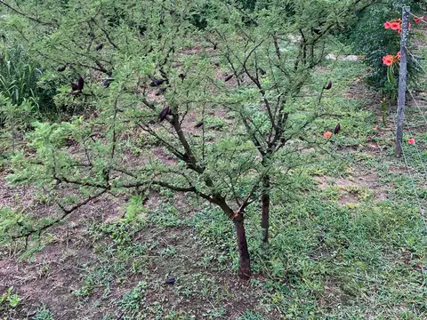 Terreno en Venta de 593,98 m2