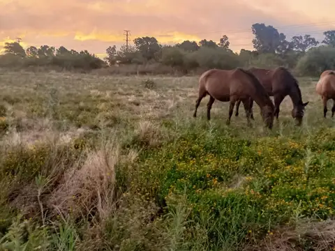 Anacahuita entre violeta y crucero belgrano
