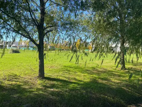 Lote 196