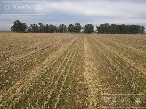 Campo en venta de 166 has en Carlos Tejedor