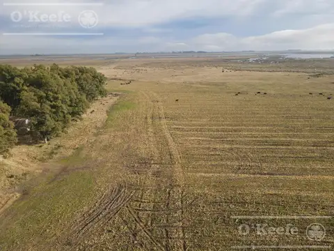 Campo en venta de 166 has en Carlos Tejedor