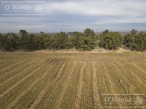 Campo en venta de 166 has en Carlos Tejedor