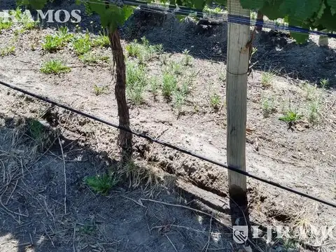 80 ha