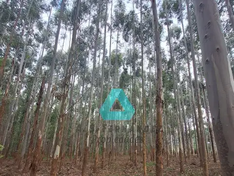 Puerto Yerua