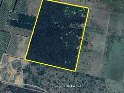 campo con forestación (8 años de edad)