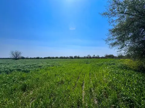 Campo de 9,1 has en nogoyá