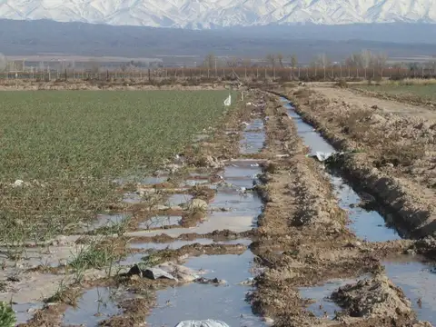 Finca en Venta Ugarteche Lujan de Cuyo
