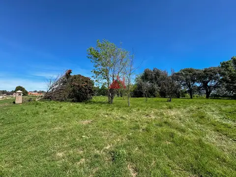 Pilara -El Tilbury 100