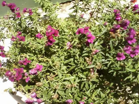 San Gerónimo del Sauce