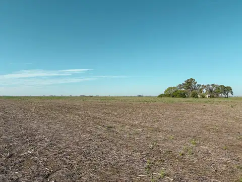 Campo de 37 hectareas en Fighiera con Suelo Clase 1 cerca de la Autopista