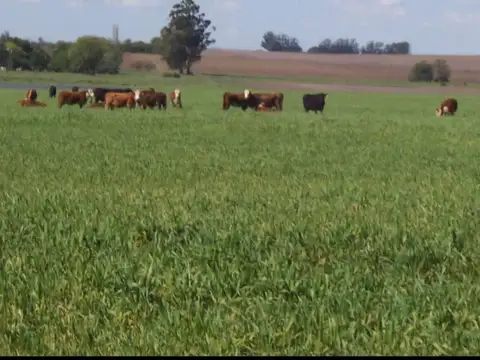 Campo en Venta de 2.000  ha