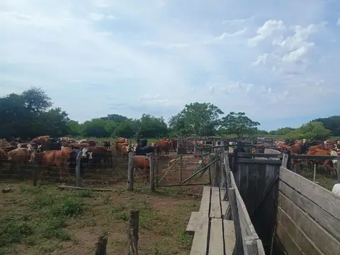 CAMPO GANADERO de 575 HAS en San Javier