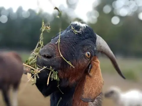 Campo en Venta Agrícola