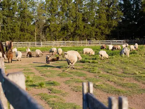 CAMPO CON CASCO EN VENTA LIMA - ZARATE