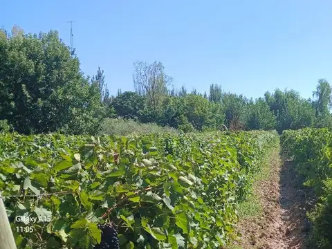 VENTA Finca 23 Ha – COLONIA MOLINA, GUAYMALLÉN