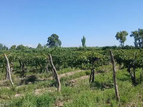 VENTA Finca 23 Ha – COLONIA MOLINA, GUAYMALLÉN