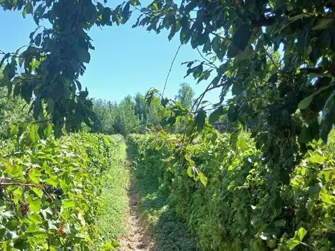 VENTA Finca 23 Ha – COLONIA MOLINA, GUAYMALLÉN