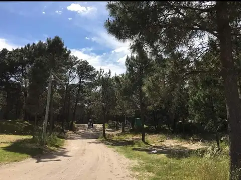 Los Zorzales 500