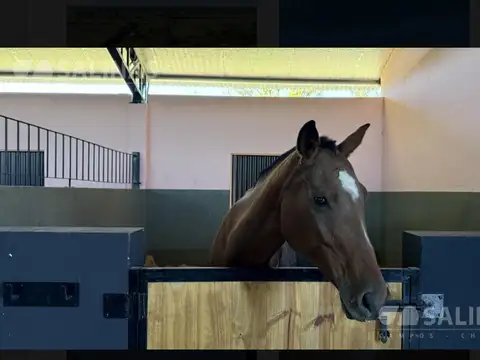 Caballeriza en Alquiler en Open Door