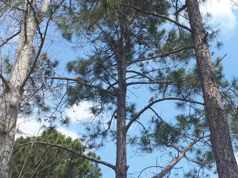 Terreno en Venta de 800,0 m2