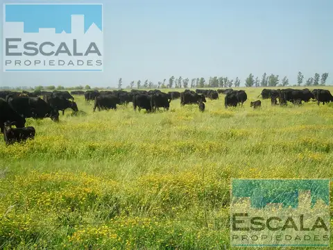 Campo - Las Bandurrias