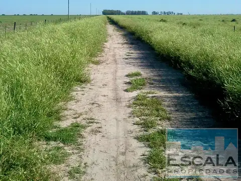 Campo - Las Bandurrias
