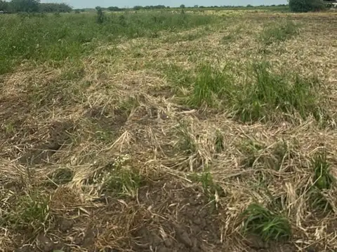 Campo en Venta Agrícola