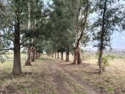 CAMPO DE 46,84 HECTAREAS EN VENTA EN PILAR