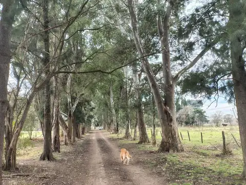 CAMPO DE 46,84 HECTAREAS EN VENTA EN PILAR