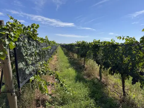 VENTA FINCA EN SAN RAFAEL EN PRODUCCION