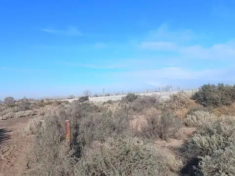 Rafael Obligado LOTE 100