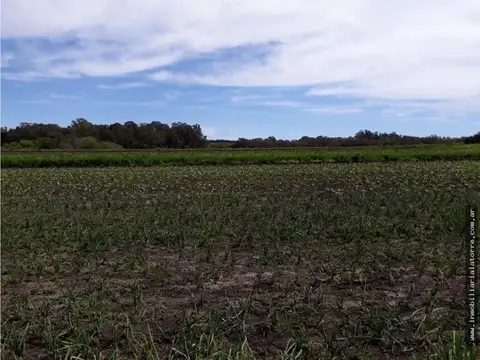 Campo en Venta Agrícola