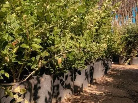 Terreno en Venta de 500,0 m2