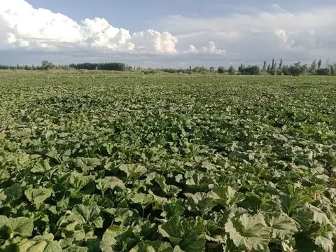 VENTA FINCA PRODUCTIVA LOS CORRALITOS GUAYMALLEN