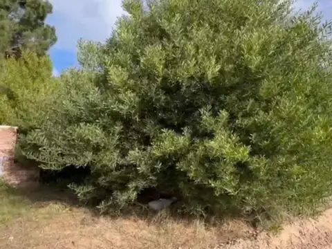 Costa Esmeralda Ecuestre