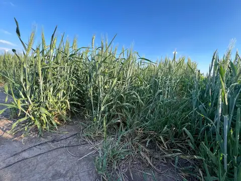 VENTA CAMPO AGRICOLA PDTE ROCA DPTO CASTELLANOS
