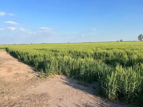 VENTA CAMPO AGRICOLA PDTE ROCA DPTO CASTELLANOS
