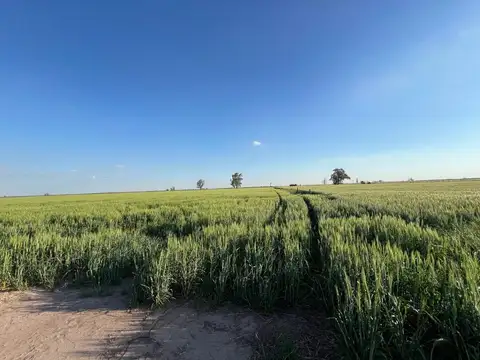 VENTA CAMPO AGRICOLA PDTE ROCA DPTO CASTELLANOS
