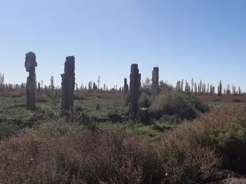 ATENCION IDEAL FEEDLOT, VIÑEDOS, AJOS, PASTURAS, DURAZNOS.
