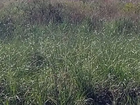 Terreno en Venta de 800,0 m2