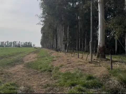 Oportunidad Venta Campo 21 Ha sobre Ruta 5 (Km 135) - Suipacha | Apta Comercial, Agro e Inversi...