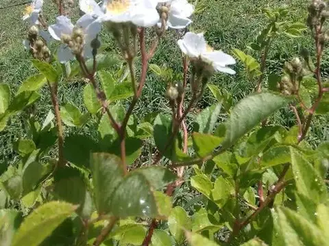 Terreno en Venta 30  mts Fondo