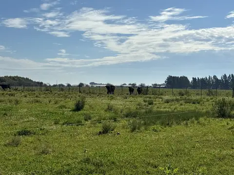 Campo en El Pino