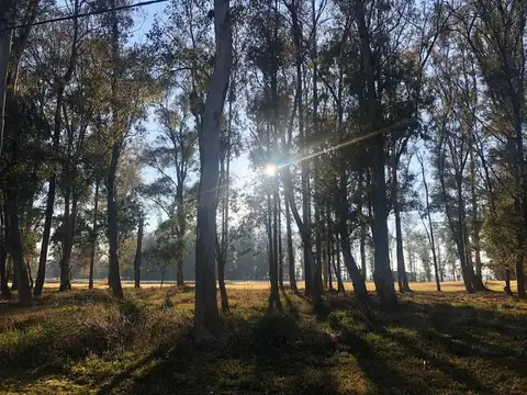 Terreno - Oliveros
