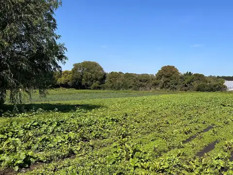 Campo en