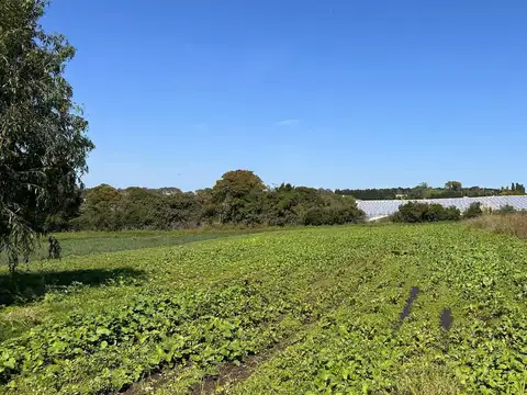 Campo en