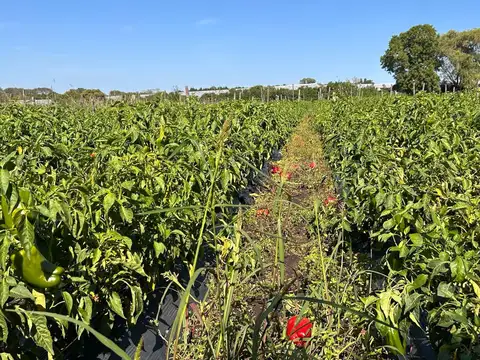 Campo en