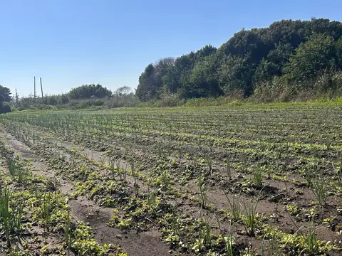 Ruta 88
