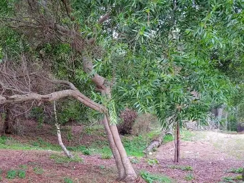 Terreno en Venta en Alfalad, USD 69.000